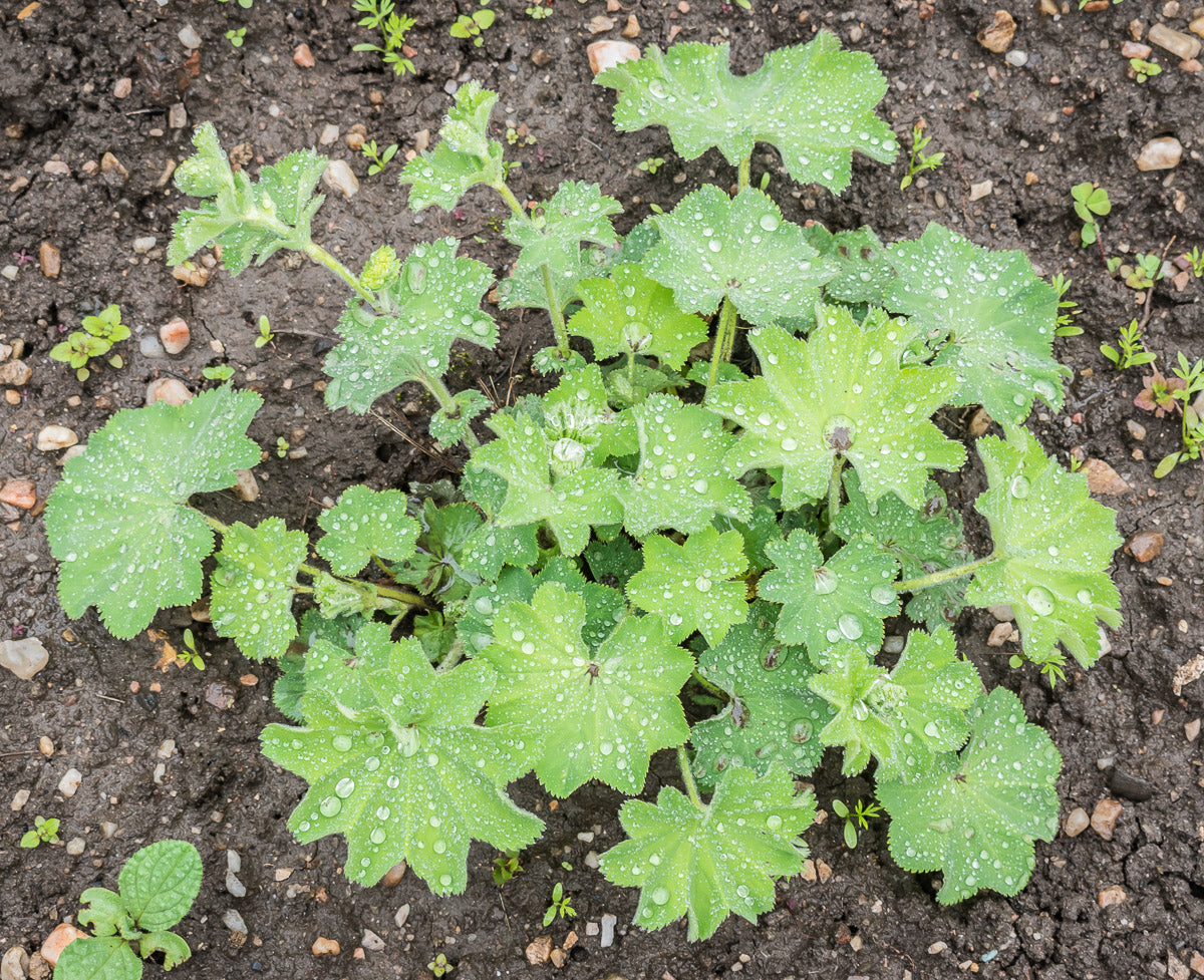 Frauenmantel (Alchemilla vulgaris) – Produktbild, heimische Wildpflanze, Stauden, naturnaher Garten