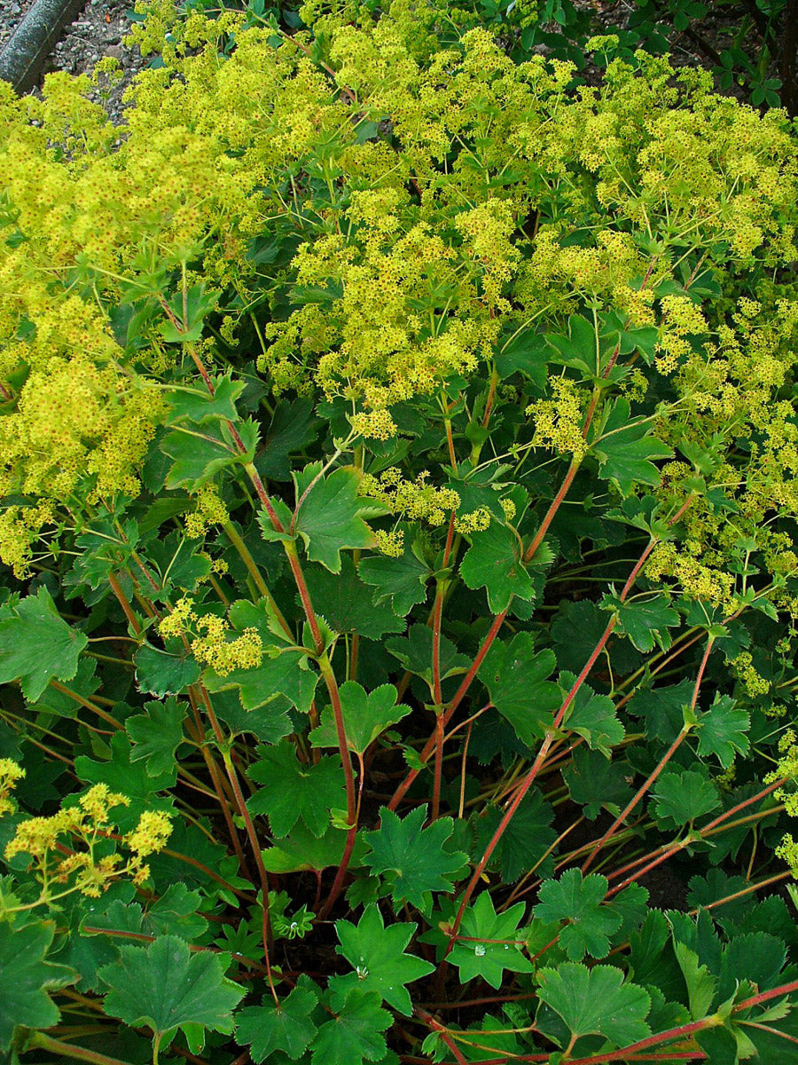 Gewöhnlicher Frauenmantel (Alchemilla xanthochlora) – Produktbild, heimische Wildpflanze, Stauden, naturnaher Garten