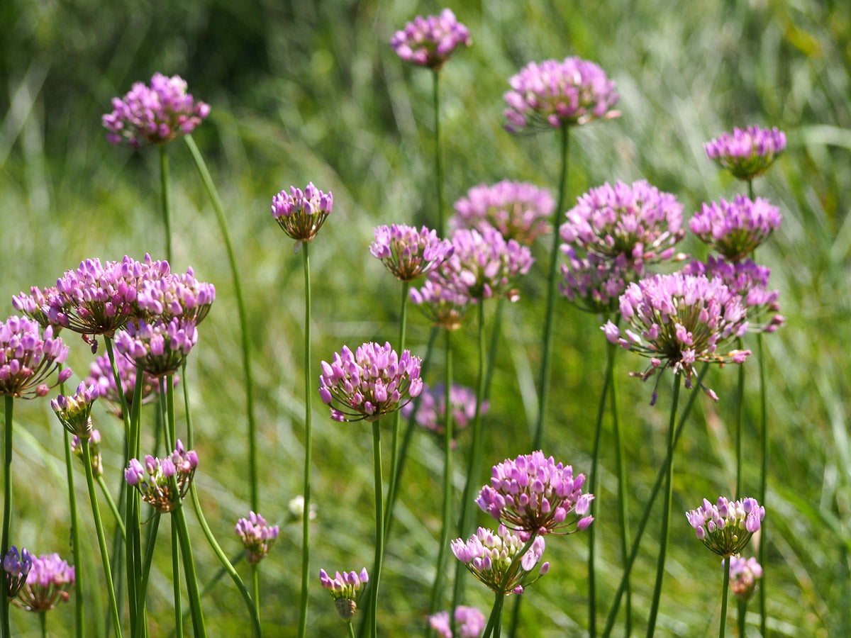 Kanten-Lauch (Allium angulosum) – Produktbild, heimische Wildpflanze, Stauden, naturnaher Garten