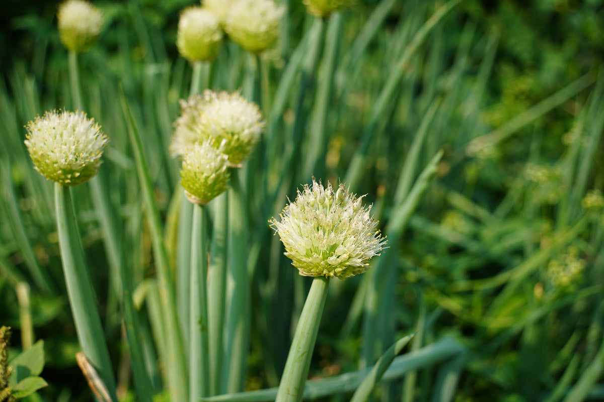 Winter-Zwiebel (Allium fistulosum) – Produktbild, heimische Wildpflanze, Stauden, naturnaher Garten