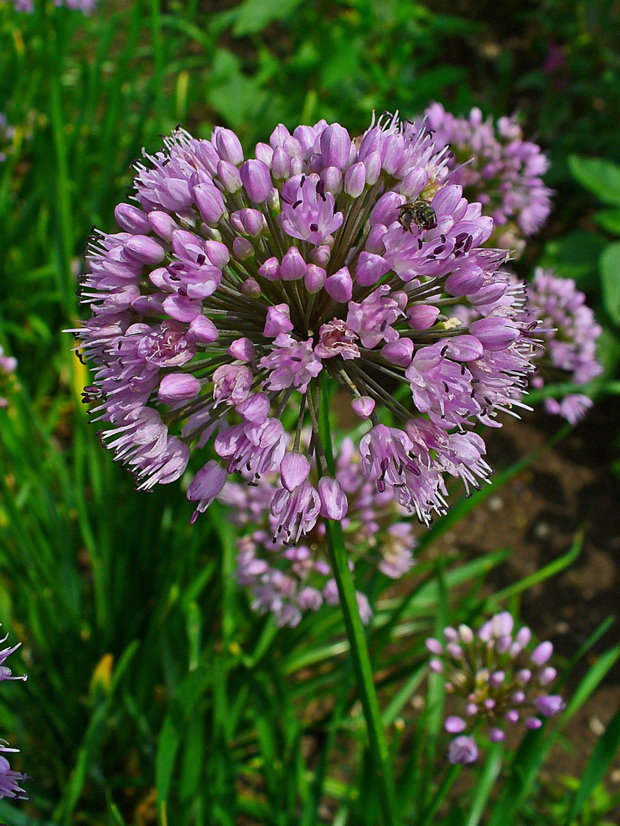 Berg-Lauch (Allium lusitanicum) – Produktbild, heimische Wildpflanze, Stauden, naturnaher Garten