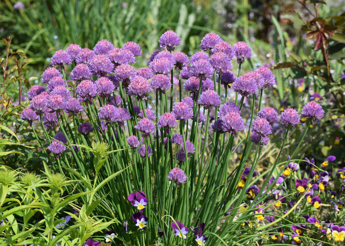 Schnittlauch (Allium schoenoprasum) – Produktbild, heimische Wildpflanze, Stauden, naturnaher Garten