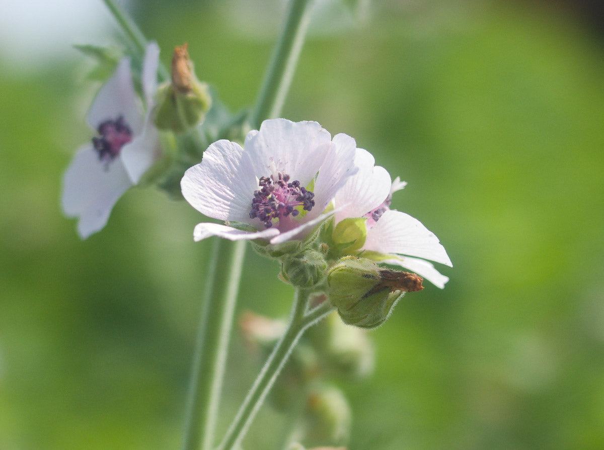 Echter Eibisch (Althaea officinalis) – Produktbild, heimische Wildpflanze, Stauden, naturnaher Garten