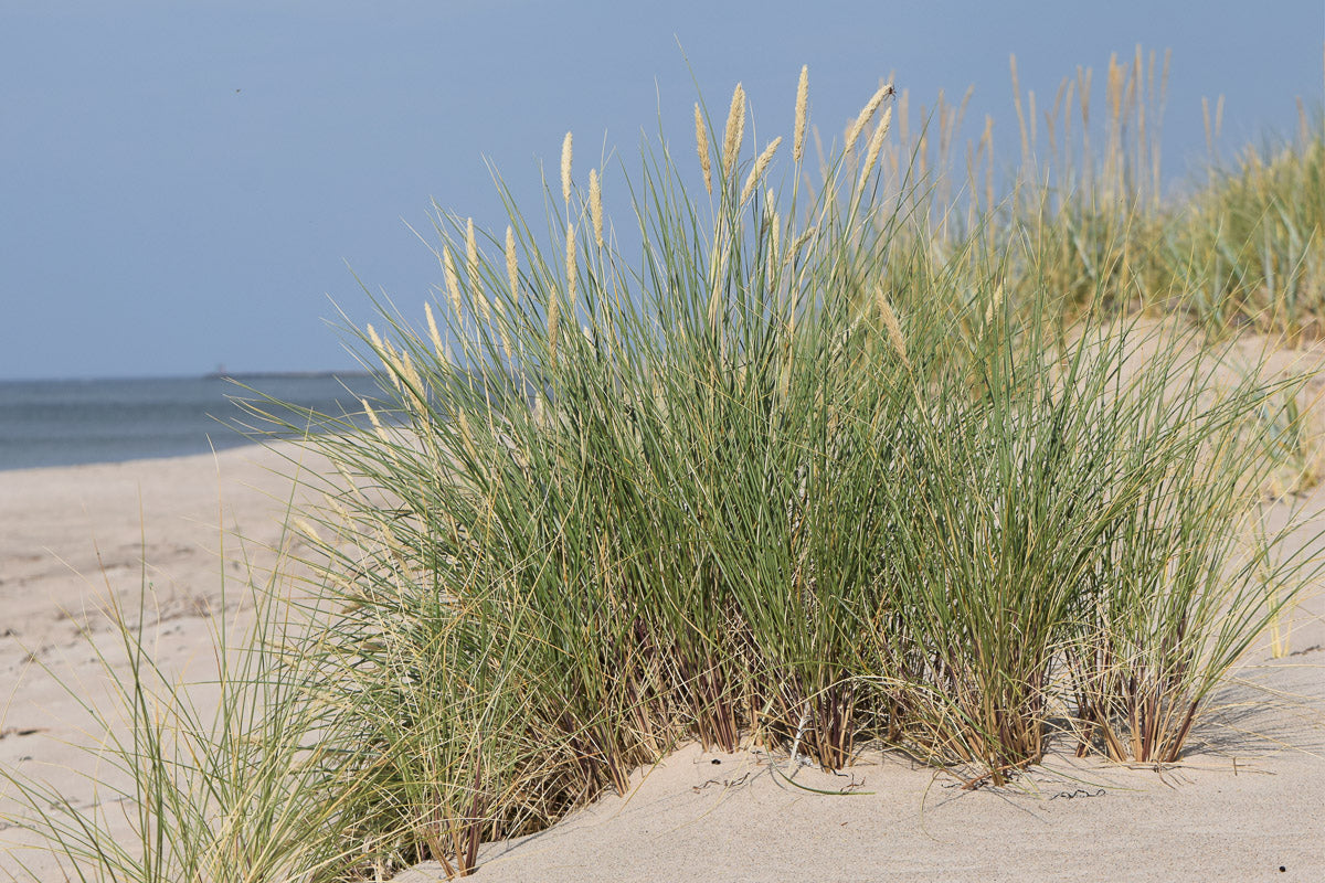 Strandhafer (Ammophila arenaria) – Produktbild, heimische Wildpflanze, Stauden, naturnaher Garten