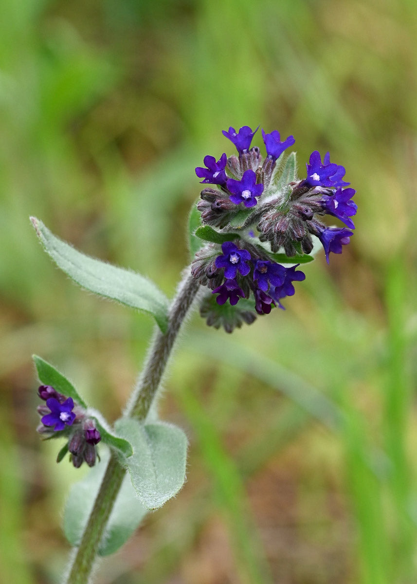 Gemeine Ochsenzunge (Anchusa officinalis) – Produktbild, heimische Wildpflanze, Stauden, naturnaher Garten