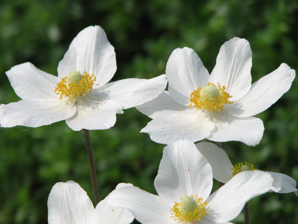Großes Windröschen (Anemone sylvestris) – Produktbild, heimische Wildpflanze, Stauden, naturnaher Garten