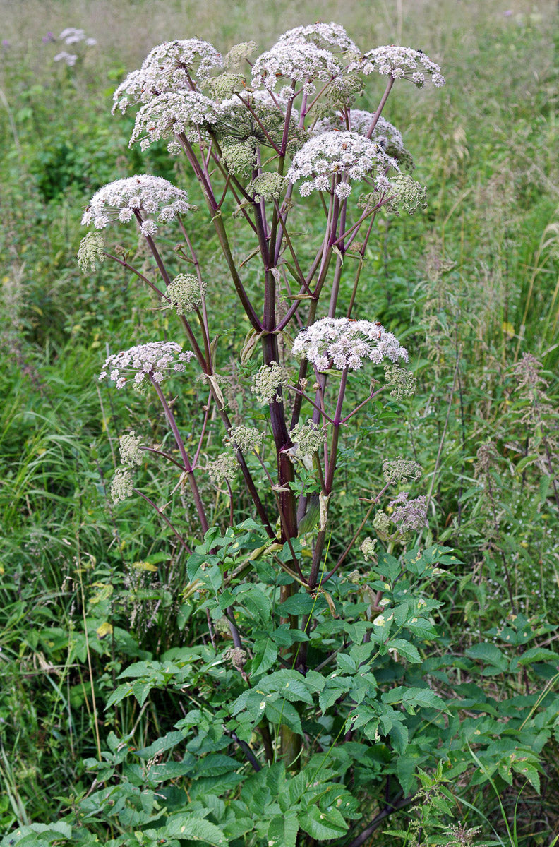 Wilde Engelwurz (Angelica sylvestris) – Produktbild, heimische Wildpflanze, Stauden, naturnaher Garten