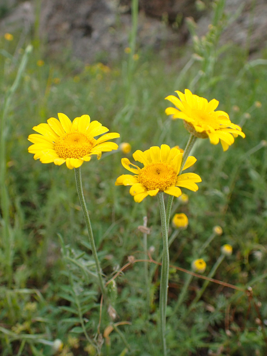 Färberkamille (Anthemis tinctoria ) – Produktbild, heimische Wildpflanze, Saatgut, naturnaher Garten