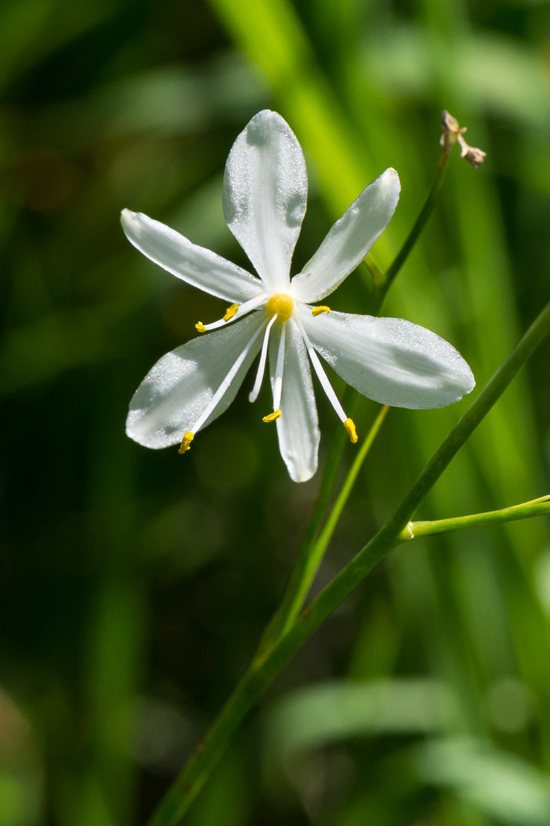 Rispige Graslilie (Anthericum ramosum ) – Produktbild, heimische Wildpflanze, Saatgut, naturnaher Garten