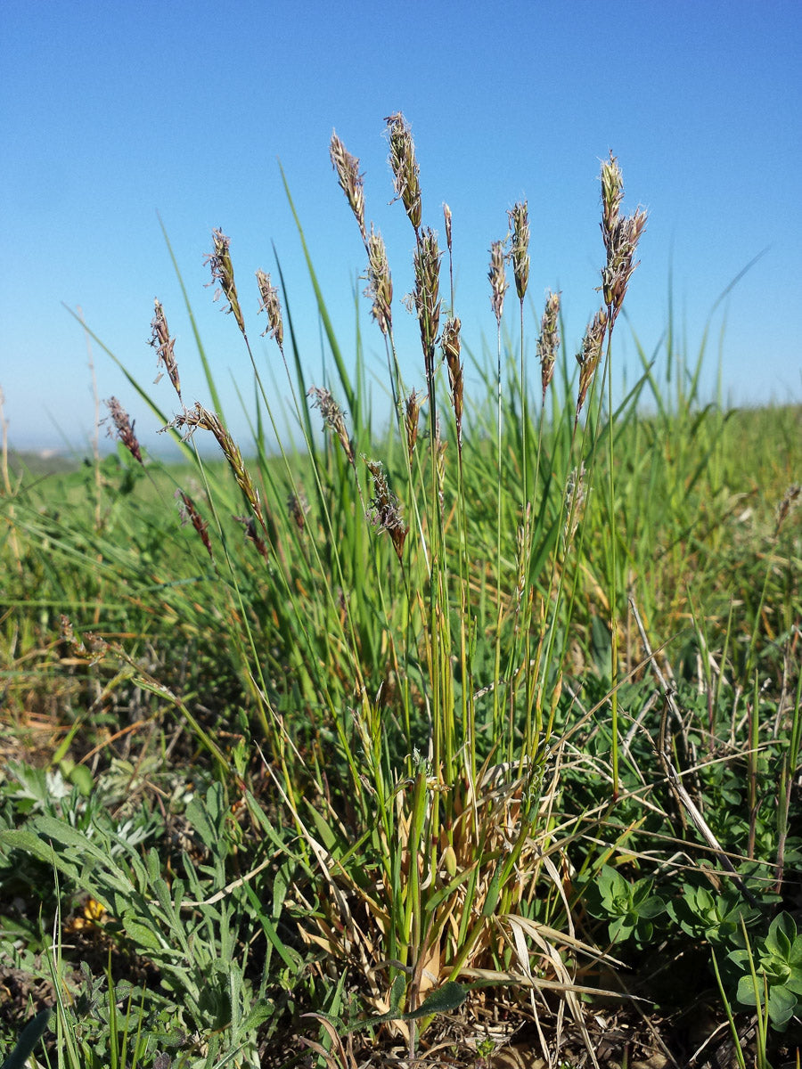 Gewöhnliches Ruchgras (Anthoxanthum odoratum) – Produktbild, heimische Wildpflanze, Stauden, naturnaher Garten