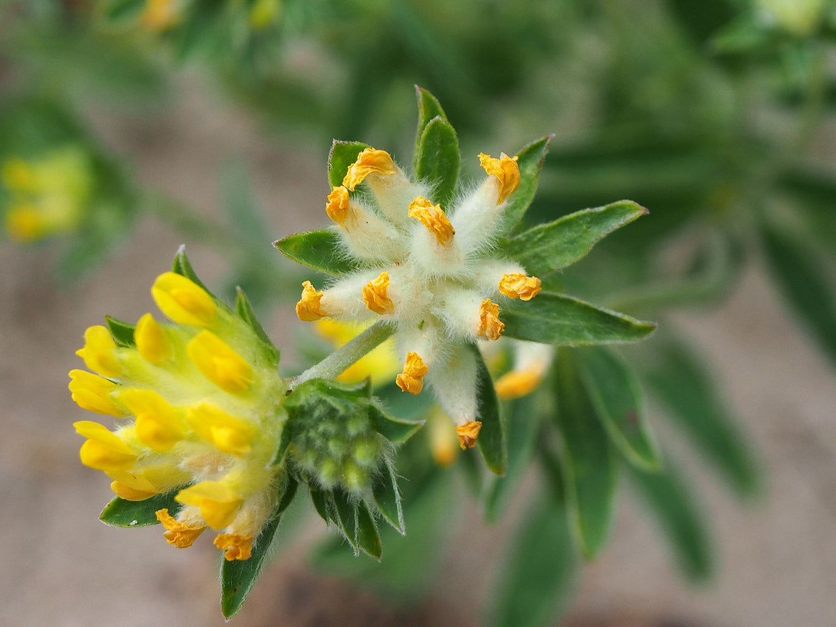 Wundklee (Anthyllis vulneraria) – Produktbild, heimische Wildpflanze, Stauden, naturnaher Garten