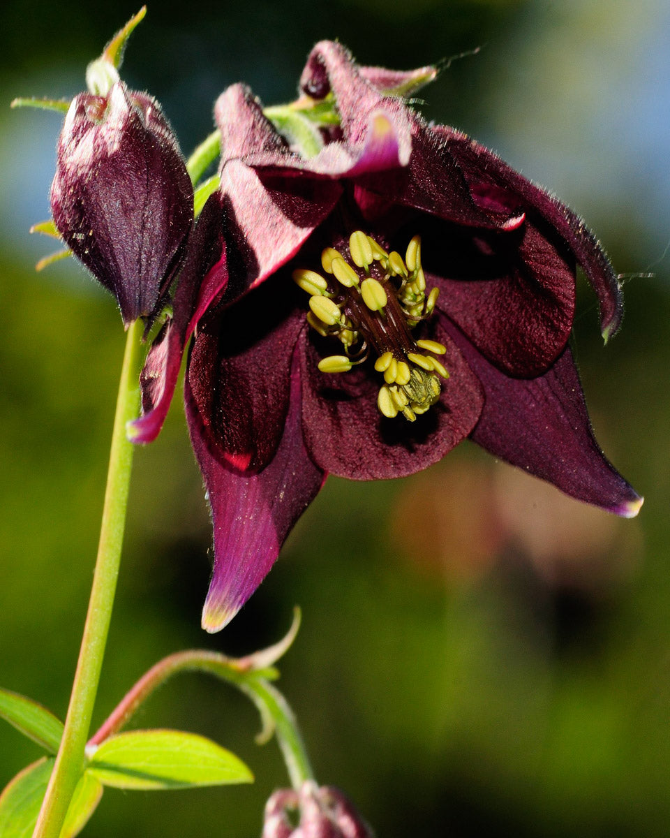 Schwarzviolette Akelei (Aquilegia atrata) – Produktbild, heimische Wildpflanze, Stauden, naturnaher Garten