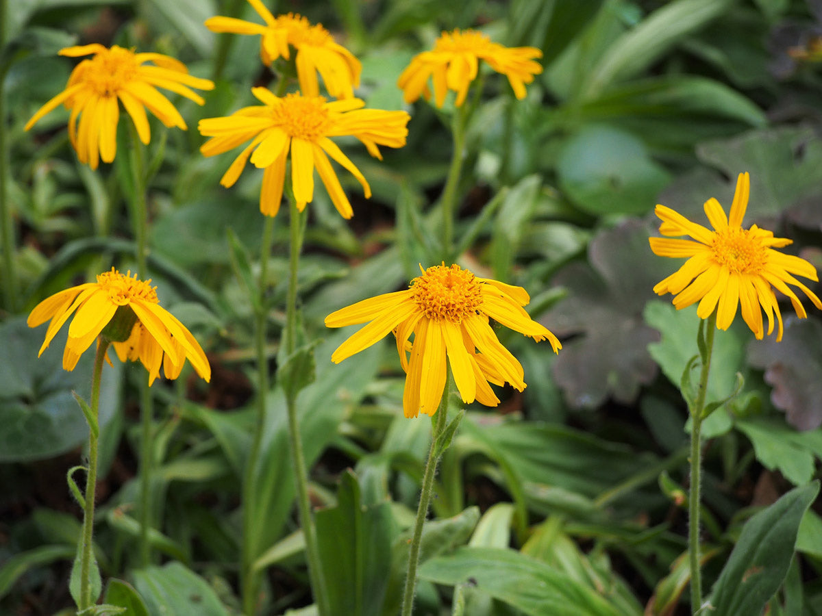 Echte Arnika (Arnica montana) – Produktbild, heimische Wildpflanze, Stauden, naturnaher Garten
