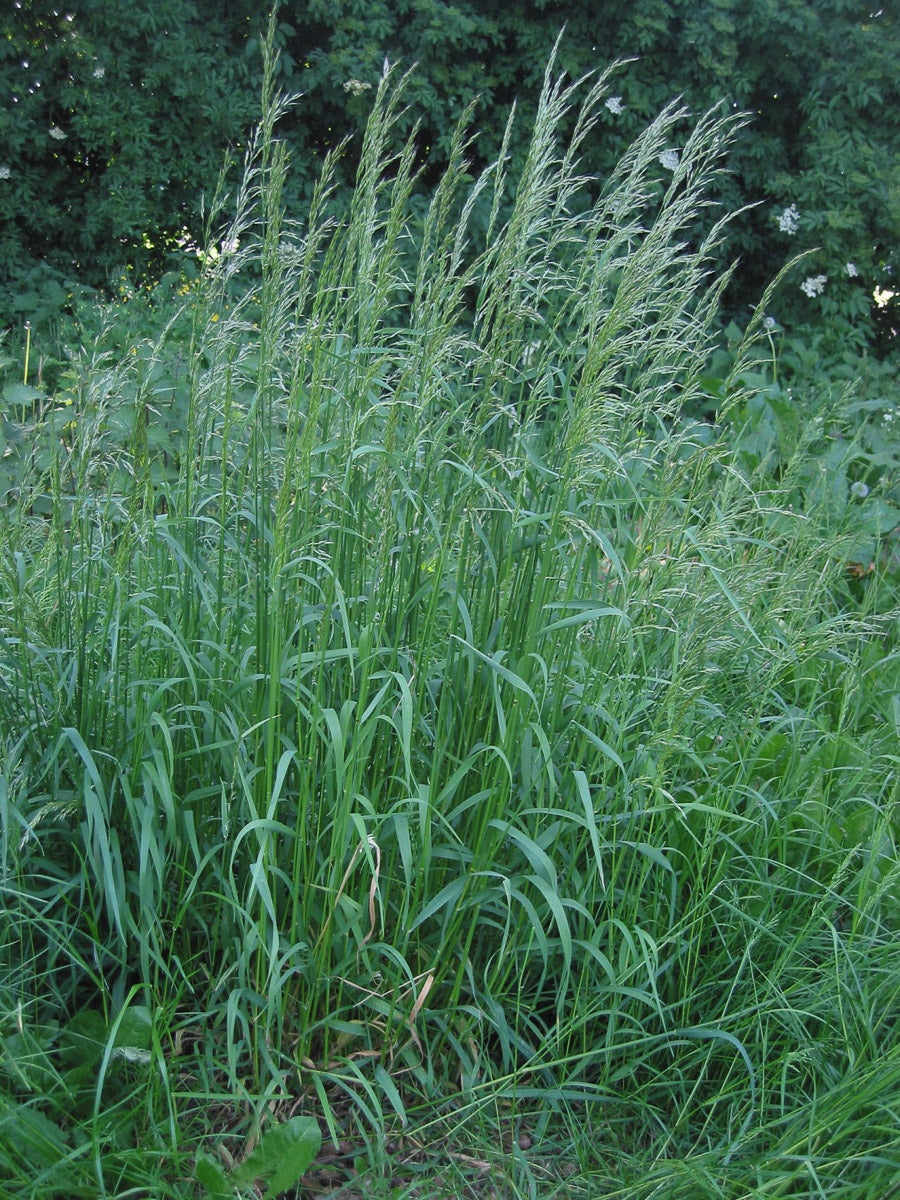 Gewöhnlicher Glatthafer (Arrhenatherum elatius) – Produktbild, heimische Wildpflanze, Stauden, naturnaher Garten