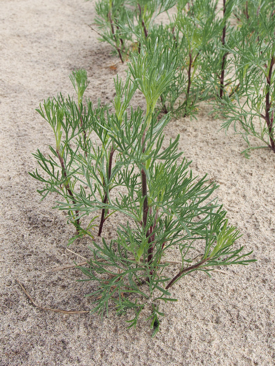 Feld-Beifuß (Artemisia campestris) – Produktbild, heimische Wildpflanze, Stauden, naturnaher Garten