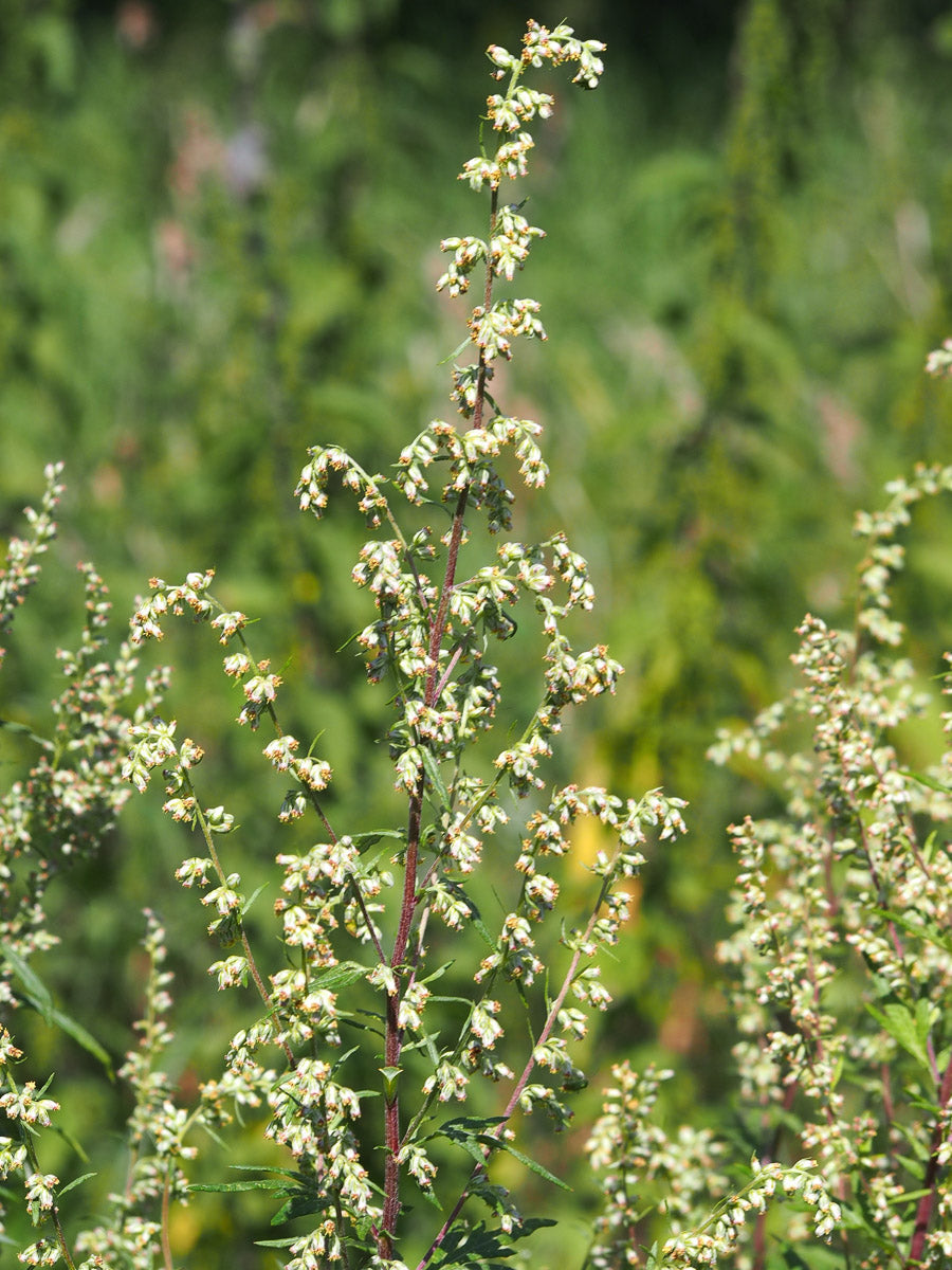 Gewöhnlicher Beifuß (Artemisia vulgaris) – Produktbild, heimische Wildpflanze, Stauden, naturnaher Garten