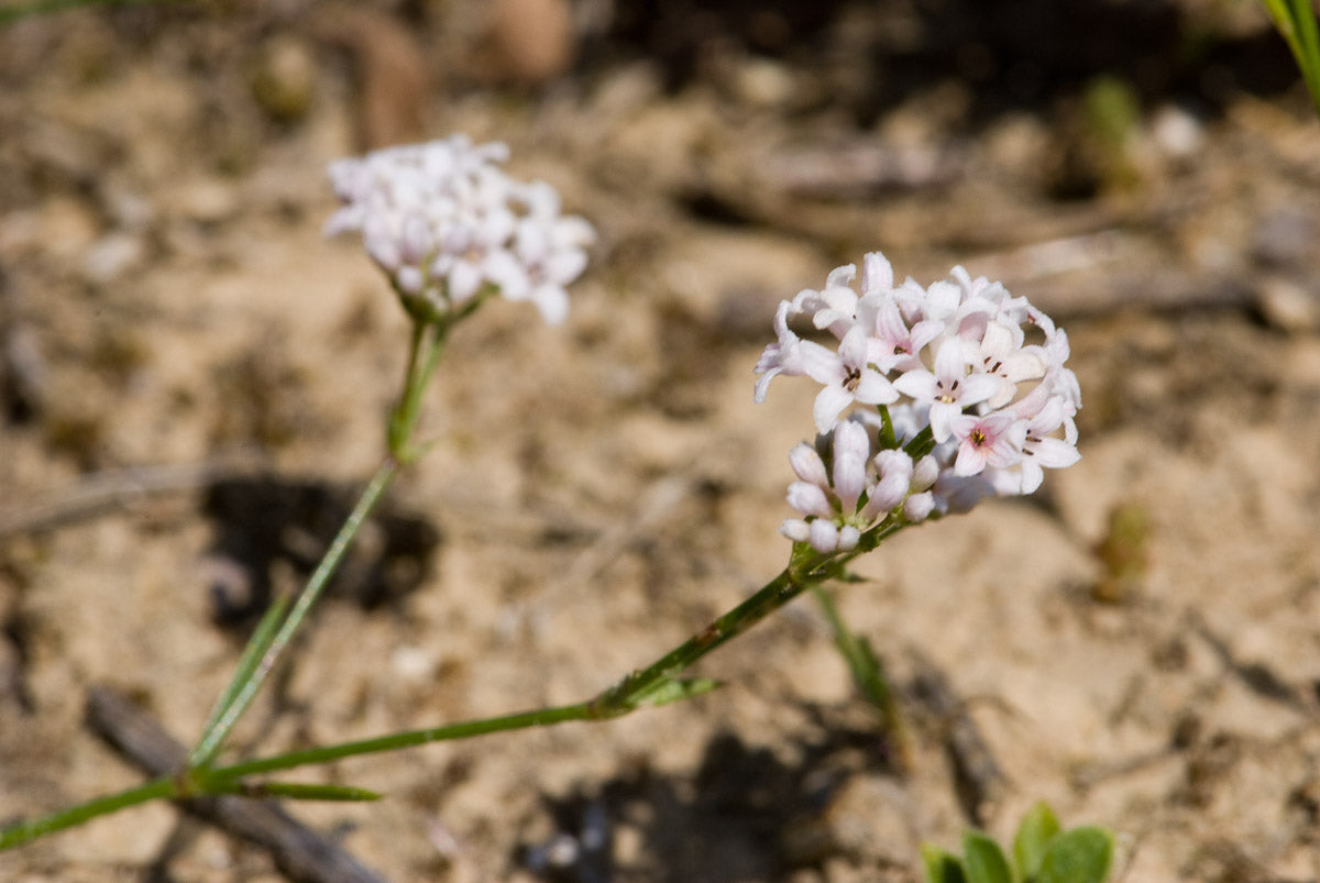 Hügel-Meier (Asperula cynanchica) – Produktbild, heimische Wildpflanze, Stauden, naturnaher Garten