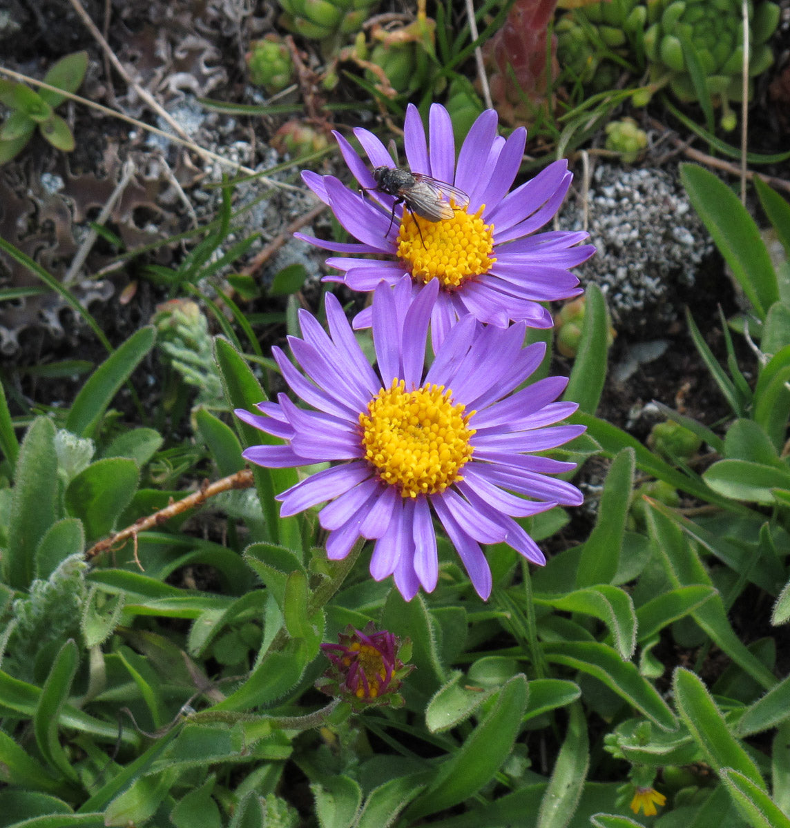 Alpen-Aster (Aster alpinus) – Produktbild, heimische Wildpflanze, Stauden, naturnaher Garten