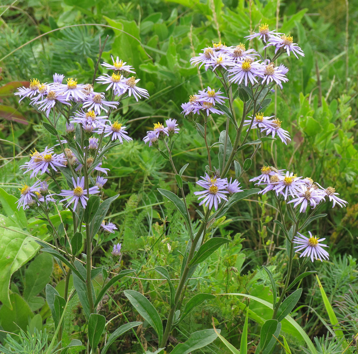 Kalk Aster (Aster amellus) – Produktbild, heimische Wildpflanze, Stauden, naturnaher Garten