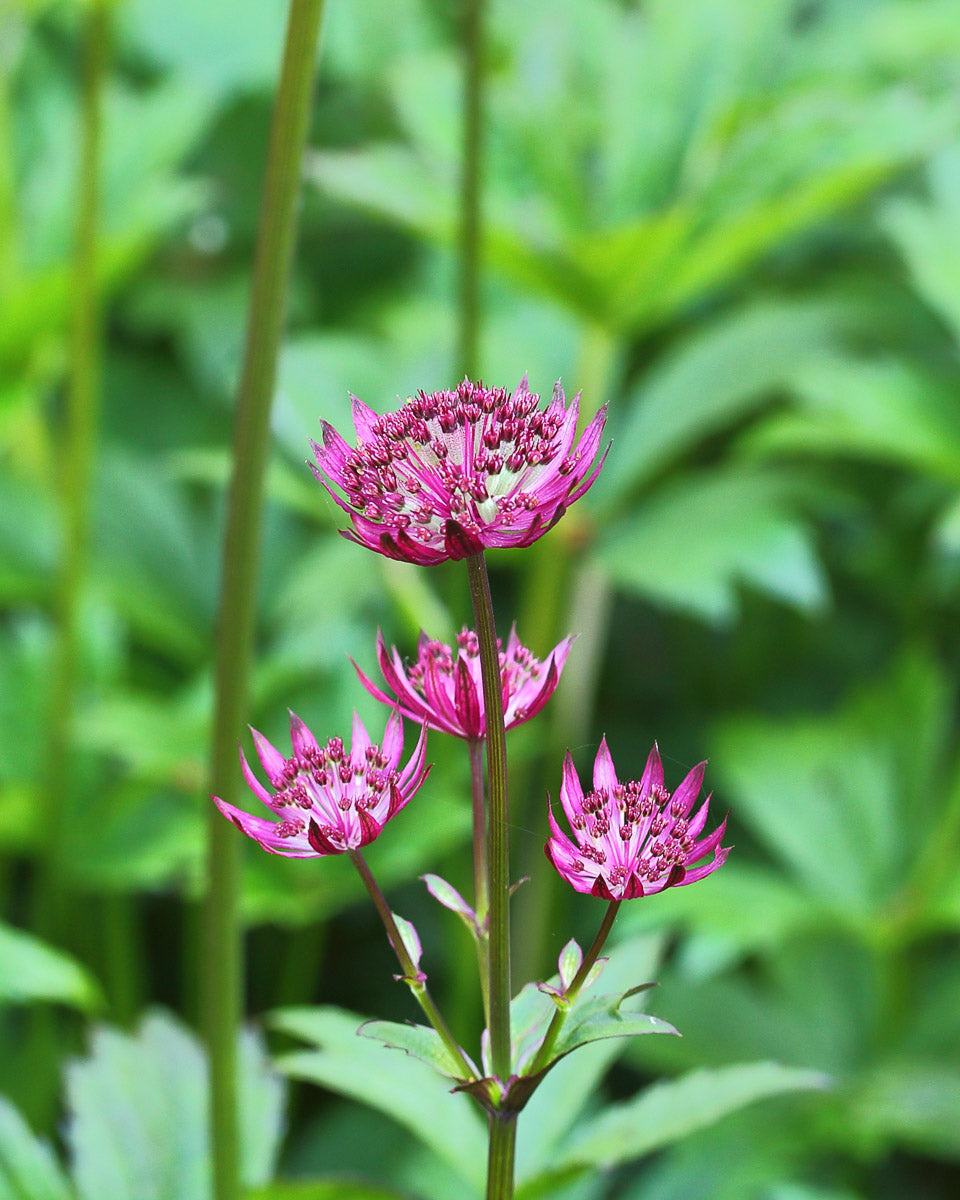 Große Sterndolde (Astrantia major) – Produktbild, heimische Wildpflanze, Stauden, naturnaher Garten