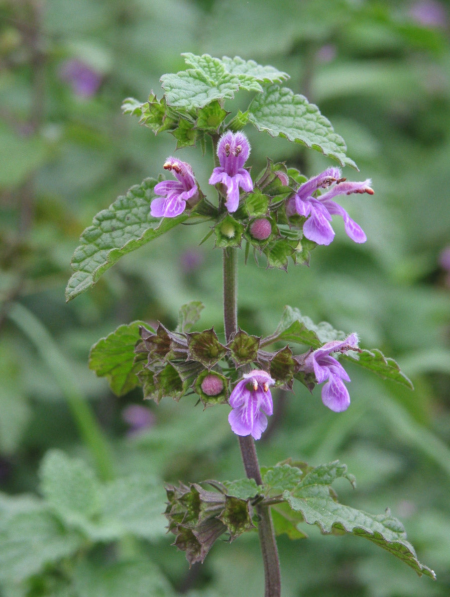 Schwarznessel (Ballota nigra) – Produktbild, heimische Wildpflanze, Stauden, naturnaher Garten