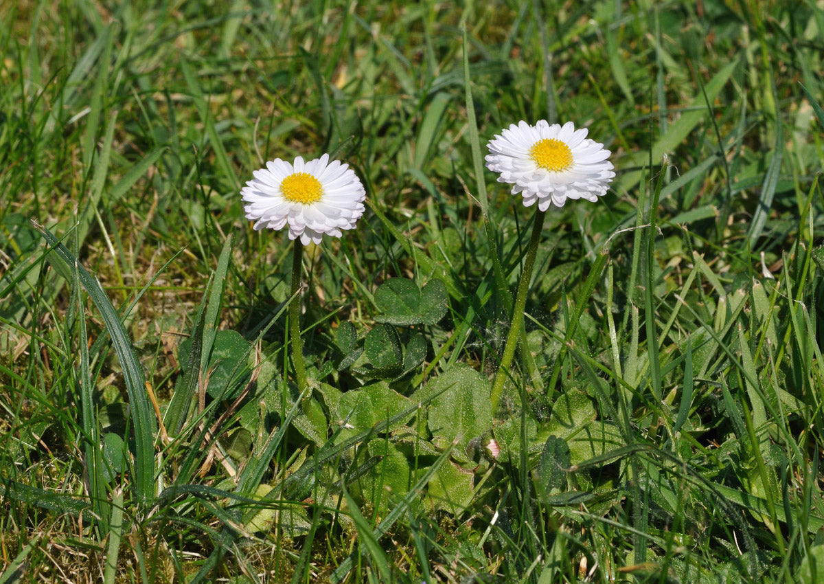 Gänseblümchen (Bellis perennis) – Produktbild, heimische Wildpflanze, Stauden, naturnaher Garten