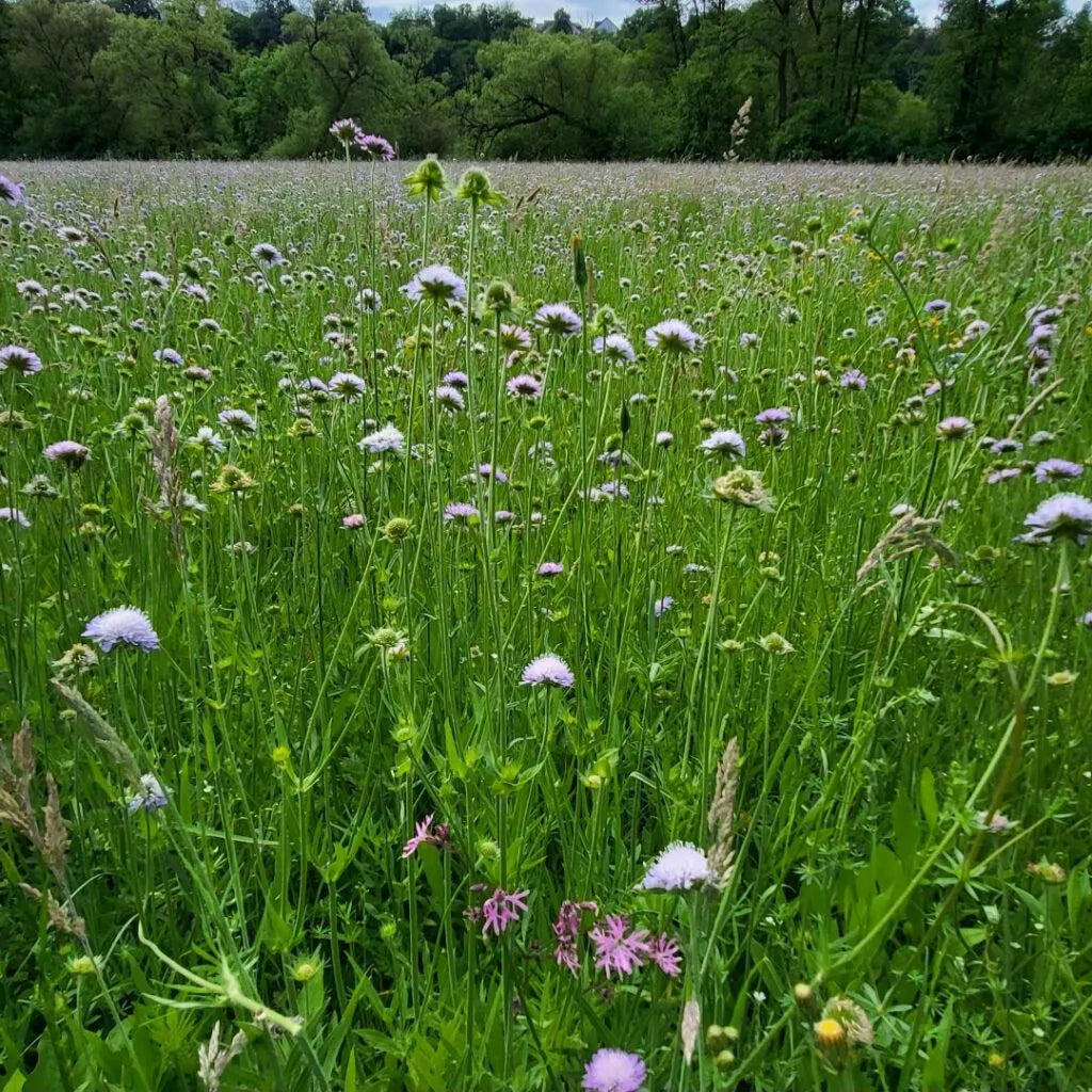 Blumenwiesen Saatgutmischung, 100% Blumen – Produktbild, heimische Wildpflanze, Saatgutmischung, naturnaher Garten