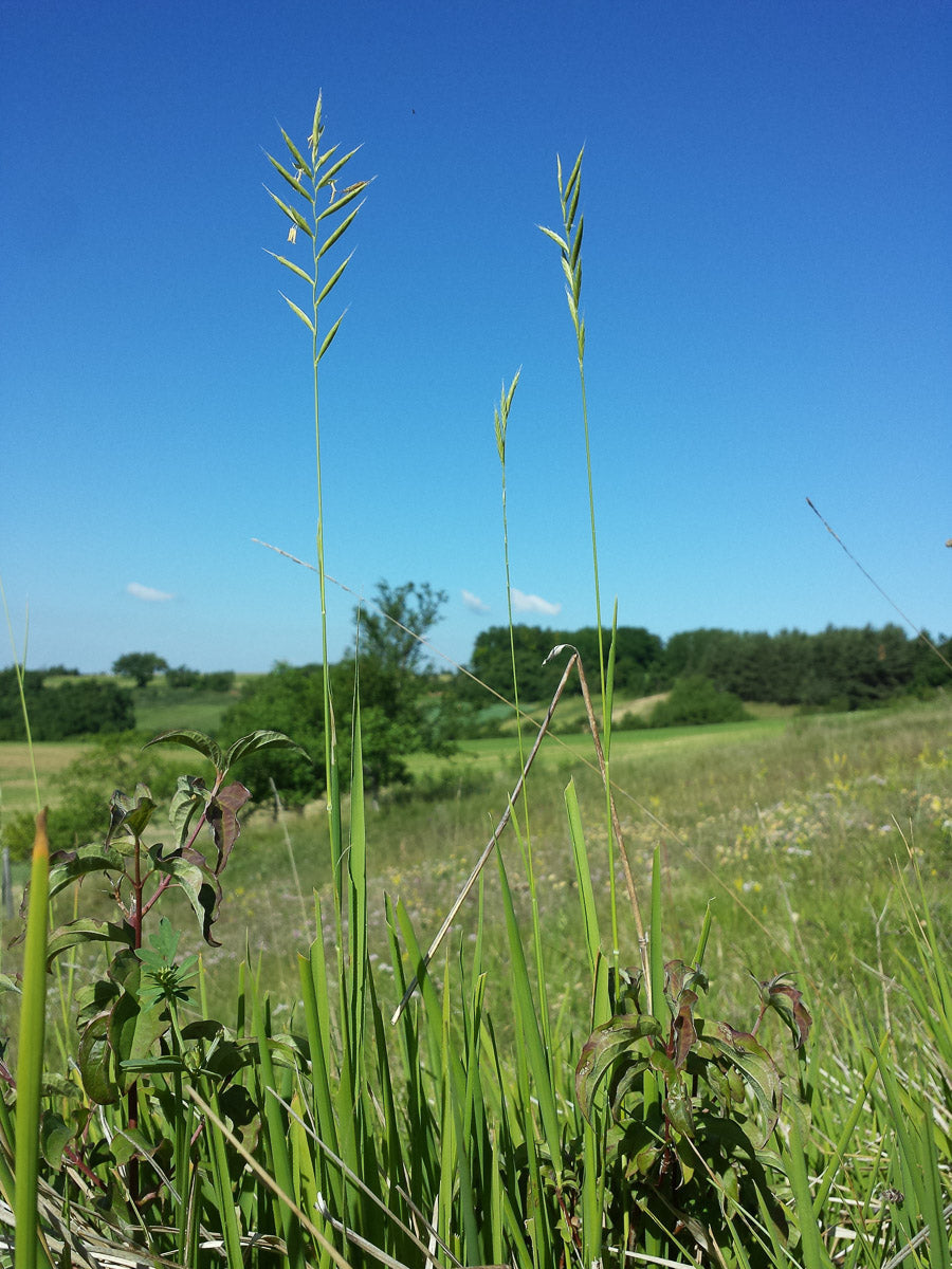 Fieder-Zwenke (Brachypodium pinnatum) – Produktbild, heimische Wildpflanze, Stauden, naturnaher Garten