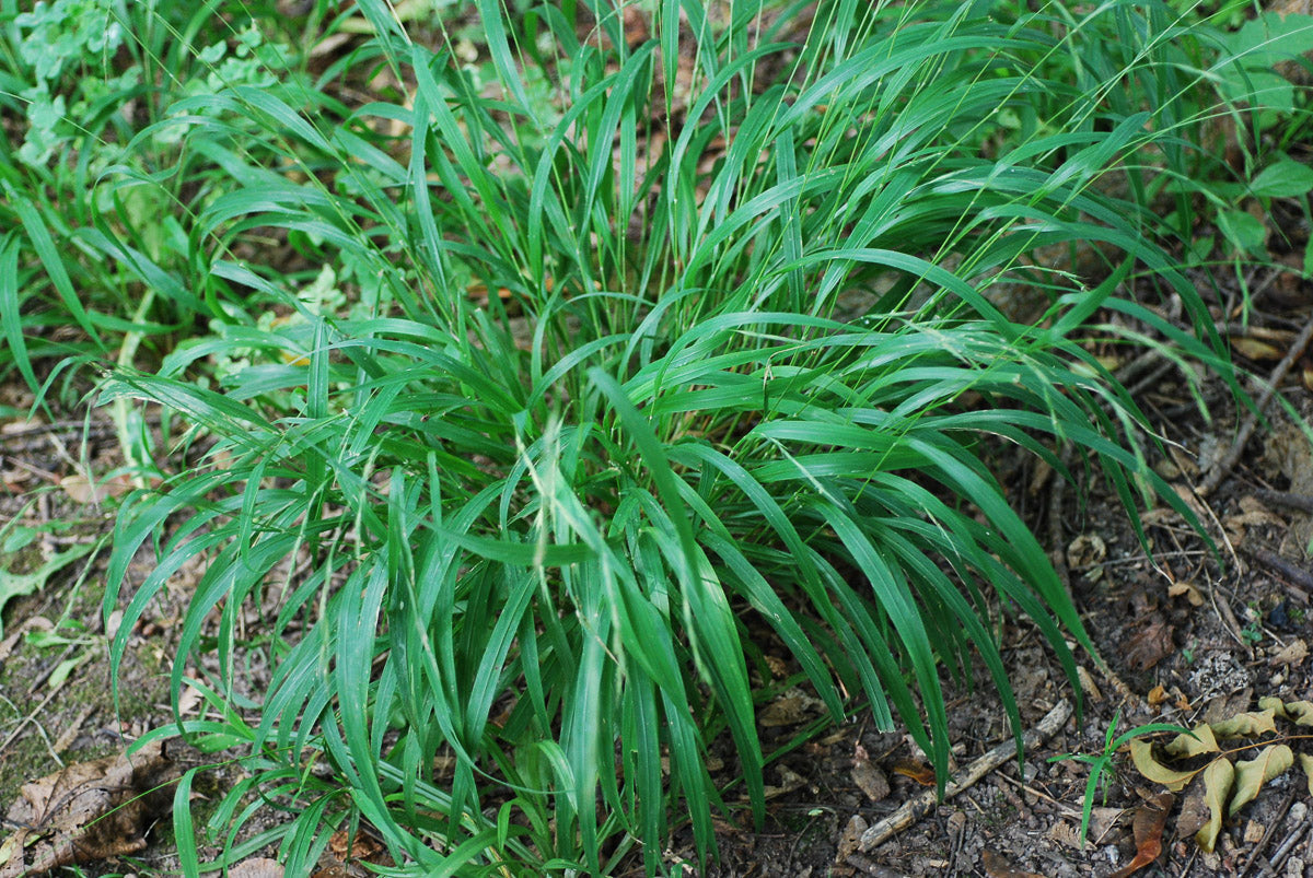 Wald-Zwenke (Brachypodium sylvaticum) – Produktbild, heimische Wildpflanze, Stauden, naturnaher Garten