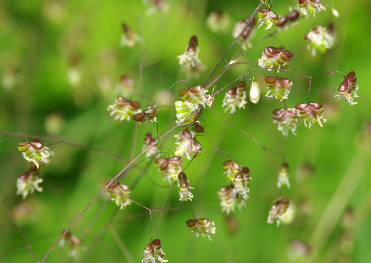 Gewöhnliche Zittergras (Briza media) – Produktbild, heimische Wildpflanze, Stauden, naturnaher Garten
