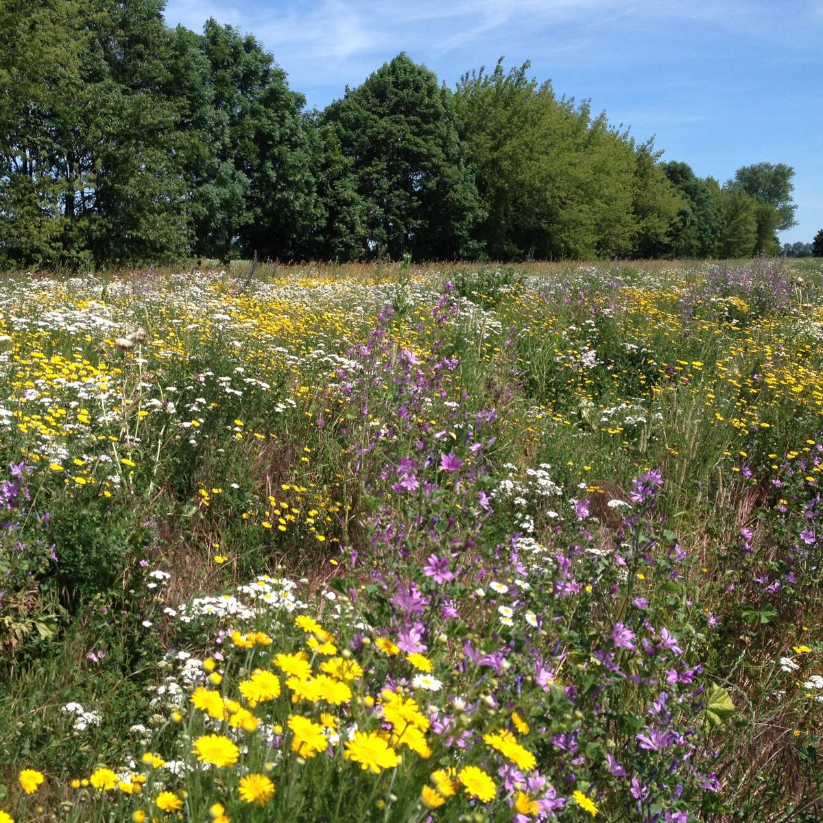 Bunter Saum Saatgutmischung – Produktbild, heimische Wildpflanze, Saatgutmischung, naturnaher Garten