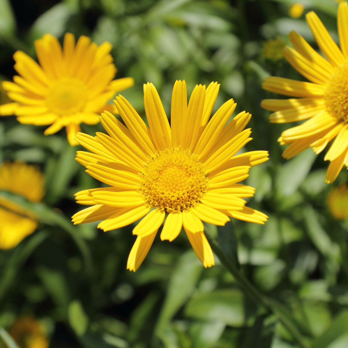 Ochsenauge (Buphthalmum salicifolium) – Produktbild, heimische Wildpflanze, Stauden, naturnaher Garten