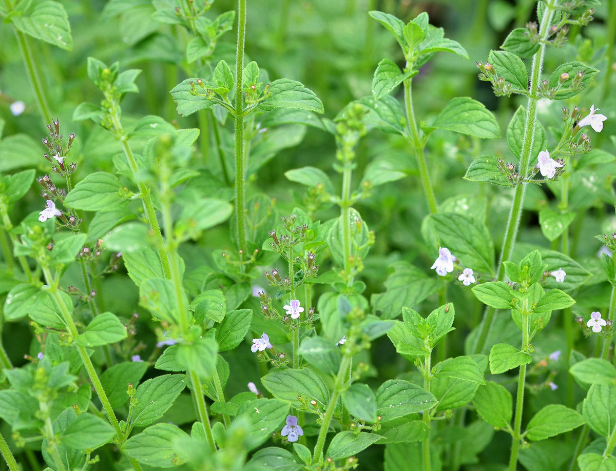 Kleinblütige Bergminze (Calamintha nepeta) – Produktbild, heimische Wildpflanze, Stauden, naturnaher Garten