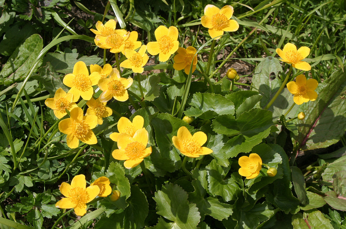 Sumpf-Dotterblume (Caltha palustris) – Produktbild, heimische Wildpflanze, Stauden, naturnaher Garten