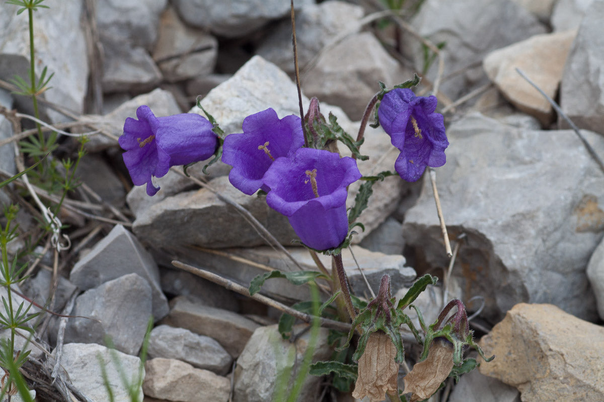 Westalpen-Glockenblume (Campanula alpestris) – Produktbild, heimische Wildpflanze, Stauden, naturnaher Garten