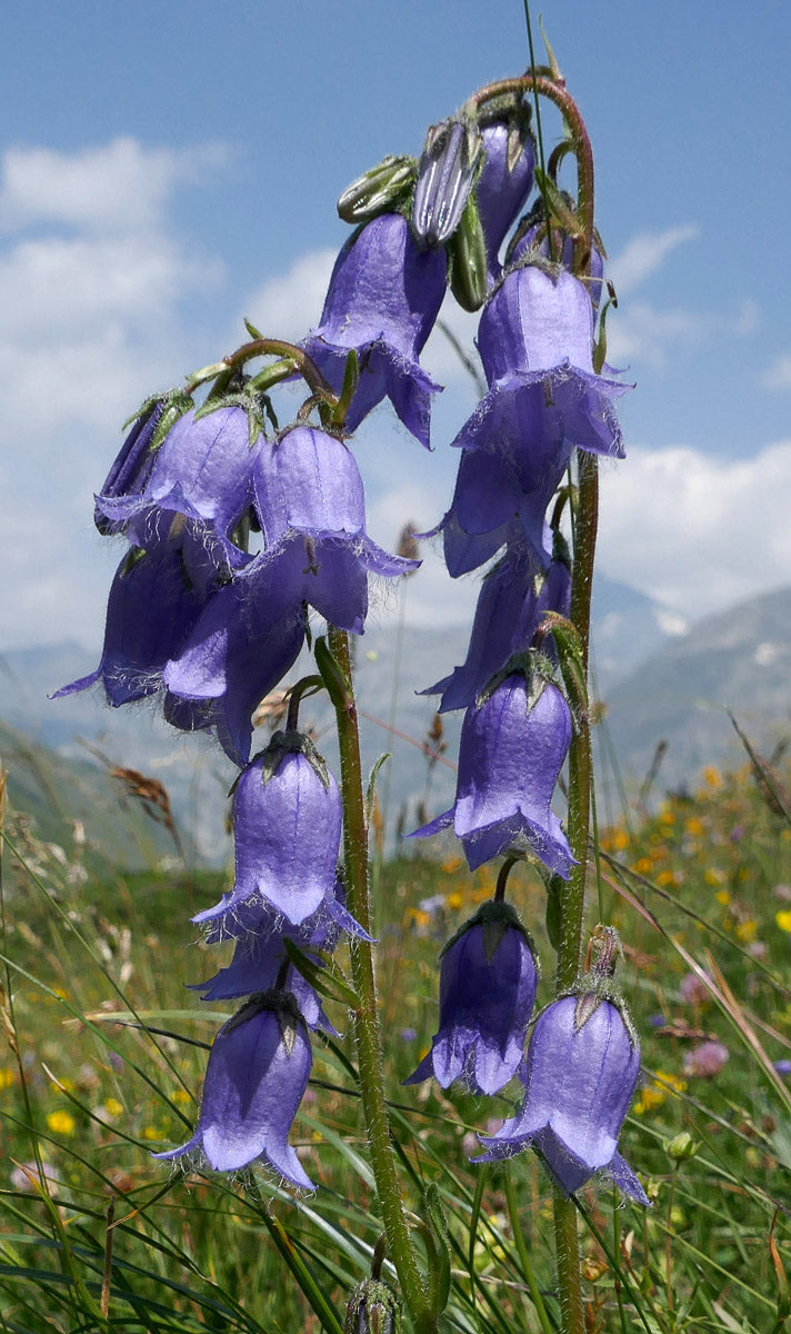 Bärtige Glockenblume (Campanula barbata) – Produktbild, heimische Wildpflanze, Stauden, naturnaher Garten