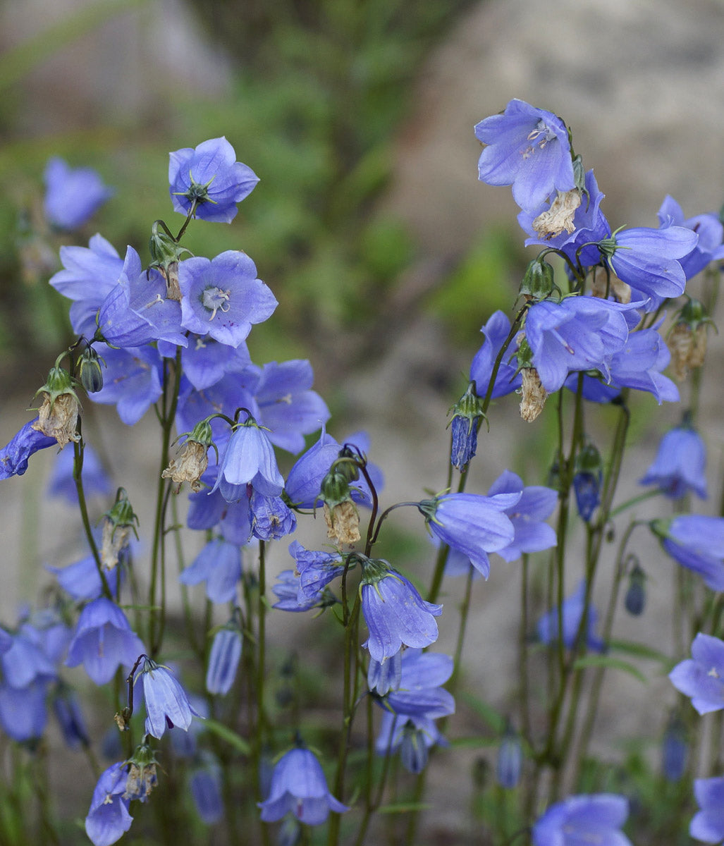 Zwerg-Glockenblume (Campanula cochleariifolia) – Produktbild, heimische Wildpflanze, Stauden, naturnaher Garten