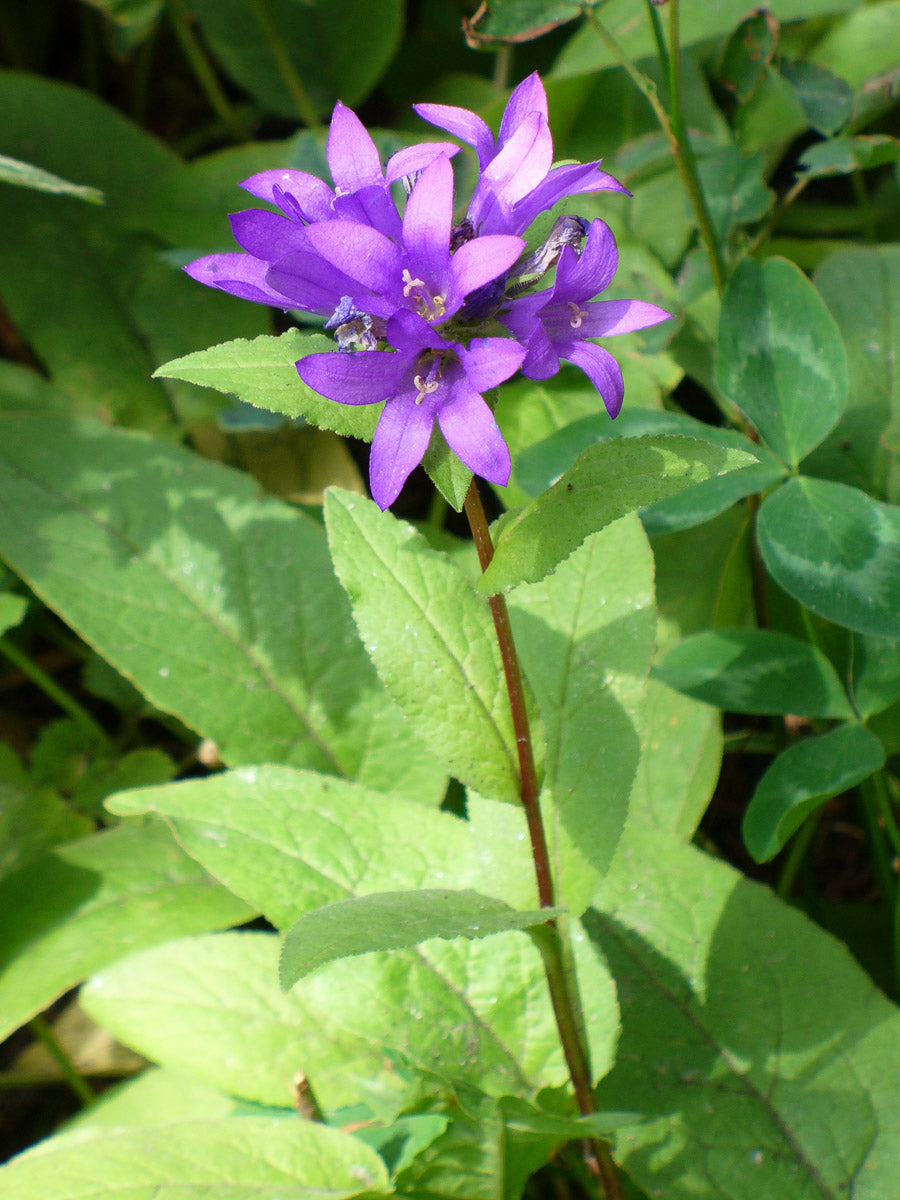 Knäuel Glockenblume (Campanula glomerata) – Produktbild, heimische Wildpflanze, Stauden, naturnaher Garten