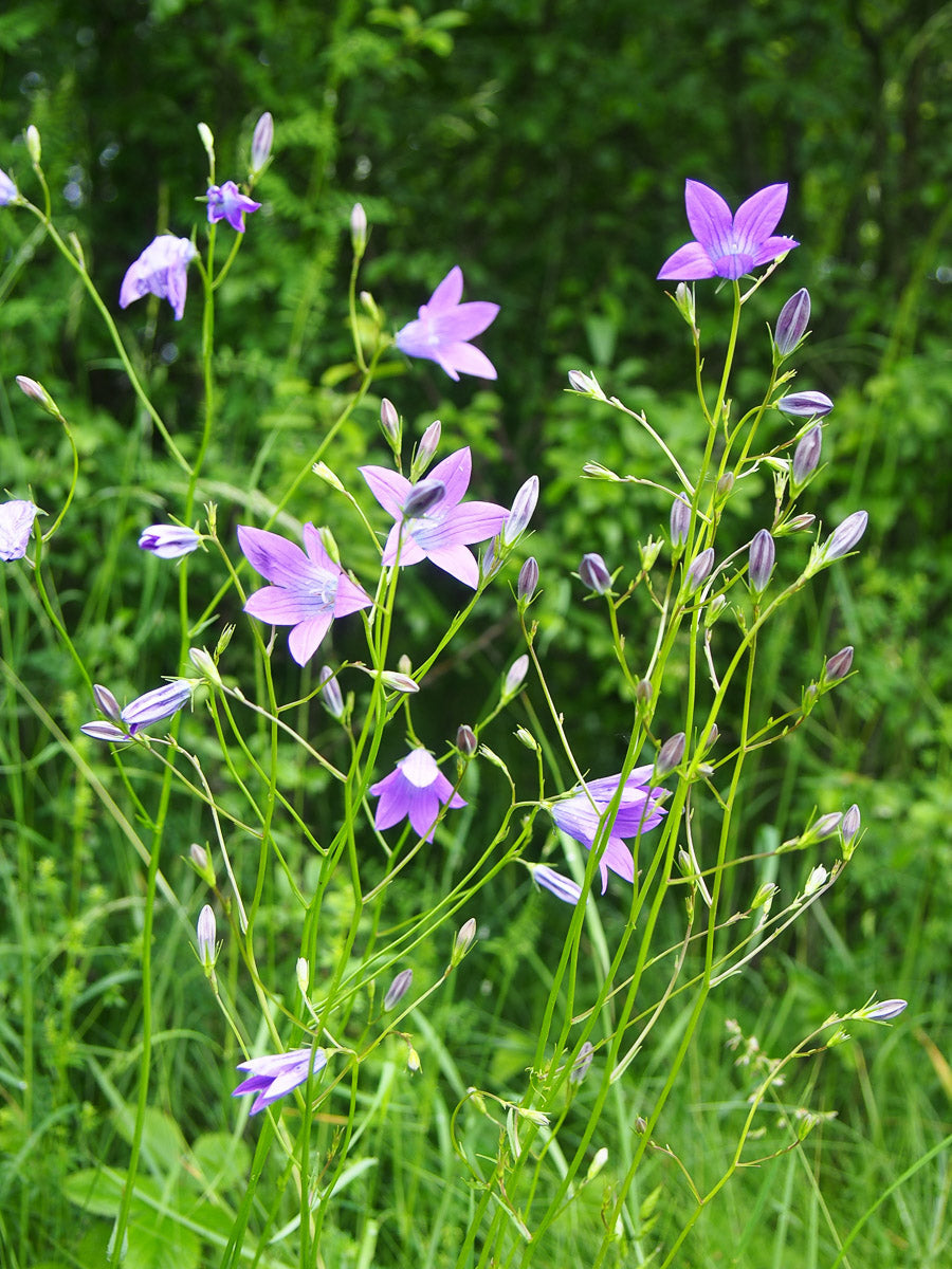 Wiesen-Glockenblume (Campanula patula) – Produktbild, heimische Wildpflanze, Stauden, naturnaher Garten