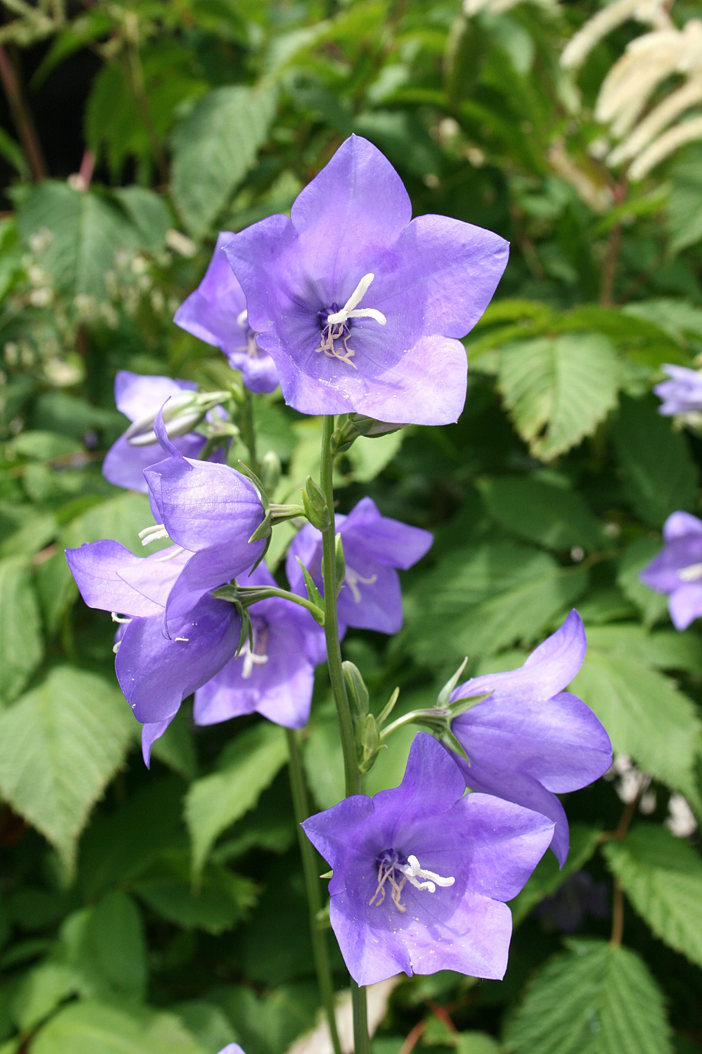 Campanula persicifolia / Pfirsichblättrige Glockenblume Produkt – Produktbild, heimische Wildpflanze, Stauden, naturnaher Garten