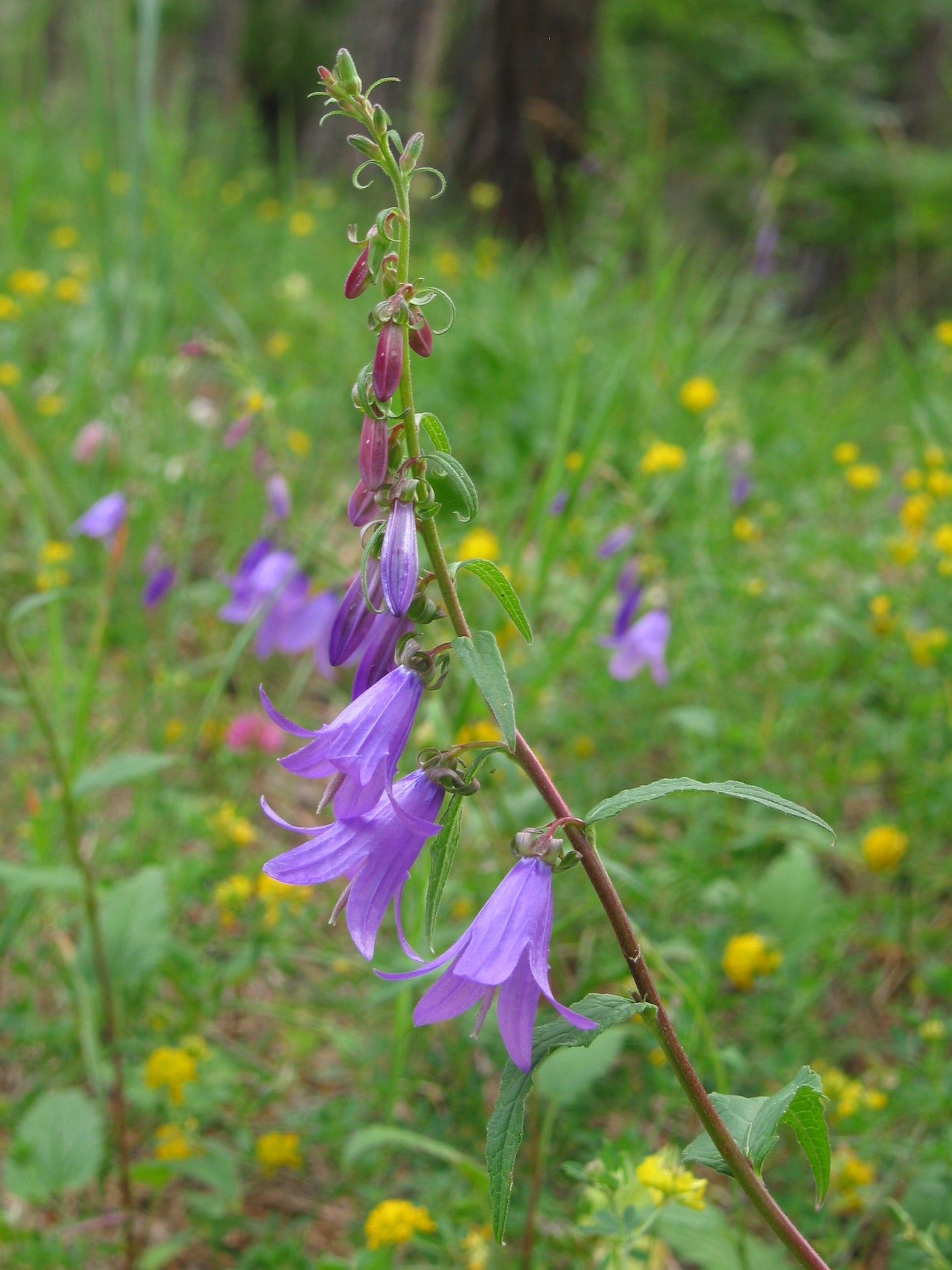 Campanula rapunculoides / Acker-Glockenblume Produkt – Produktbild, heimische Wildpflanze, Stauden, naturnaher Garten