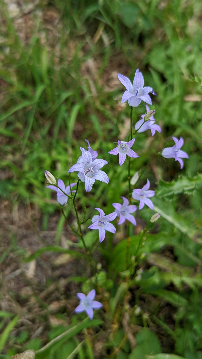 Rapunzel-Glockenblume (Campanula rapunculus) – Produktbild, heimische Wildpflanze, Stauden, naturnaher Garten