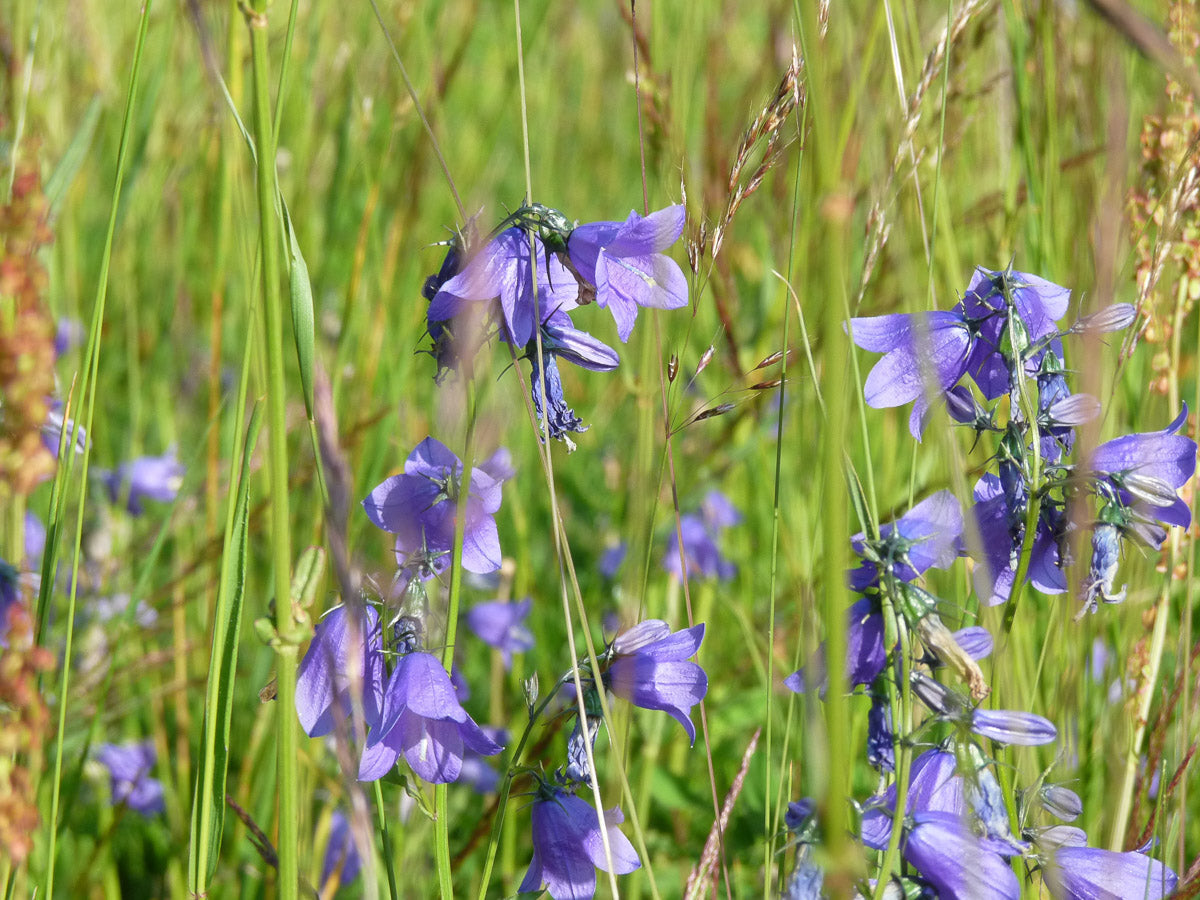 Rundumblättrige Glockenblume (Campanula rotundifolia) – Produktbild, heimische Wildpflanze, Stauden, naturnaher Garten