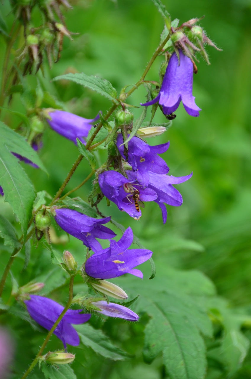 Campanula trachelium / Nesselblätrige Glockenblume Produkt – Produktbild, heimische Wildpflanze, Stauden, naturnaher Garten