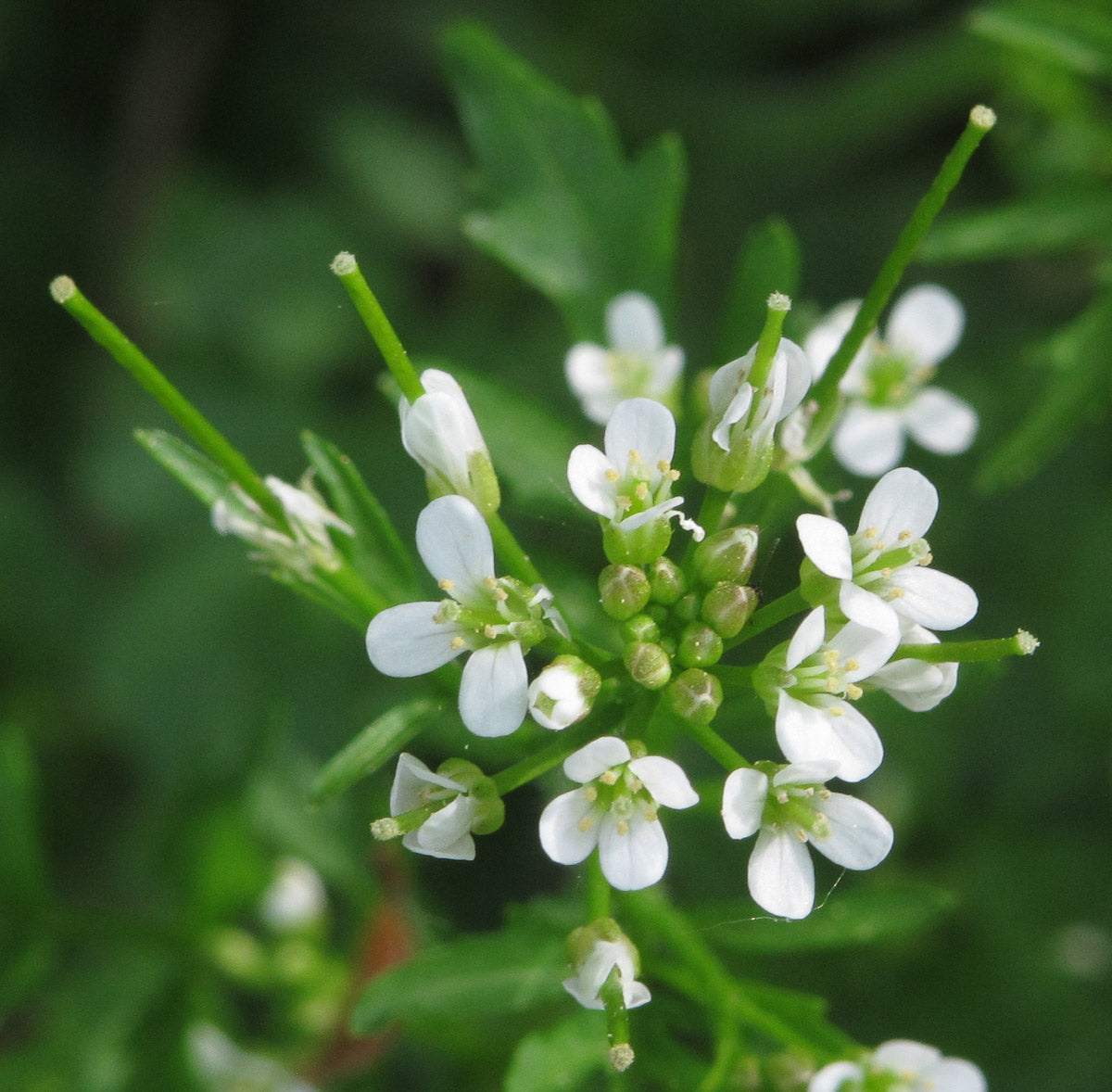 Wald-Schaumkraut (Cardamine flexuosa) – Produktbild, heimische Wildpflanze, Stauden, naturnaher Garten