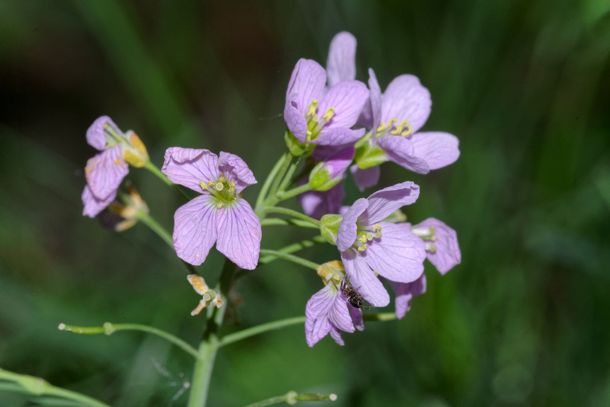 Wiesen-Schaumkraut (Cardamine pratensis) – Produktbild, heimische Wildpflanze, Stauden, naturnaher Garten