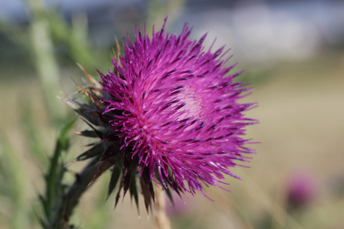 Nickende Distel (Carduus nutans) – Produktbild, heimische Wildpflanze, Stauden, naturnaher Garten