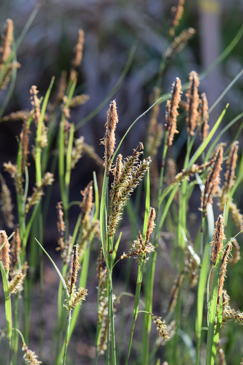 Blaugrüne Segge (Carex flacca) – Produktbild, heimische Wildpflanze, Stauden, naturnaher Garten