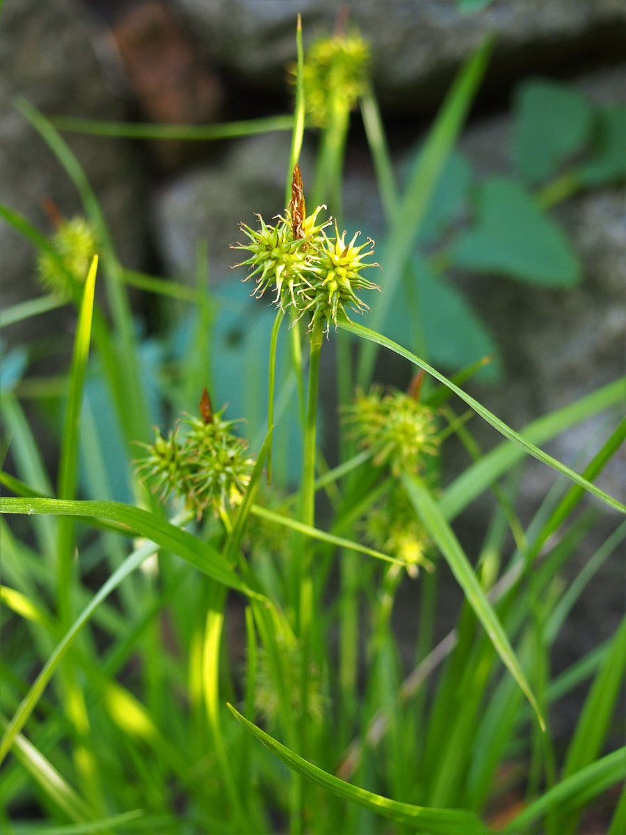 Gelbe Segge (Carex flava) – Produktbild, heimische Wildpflanze, Stauden, naturnaher Garten