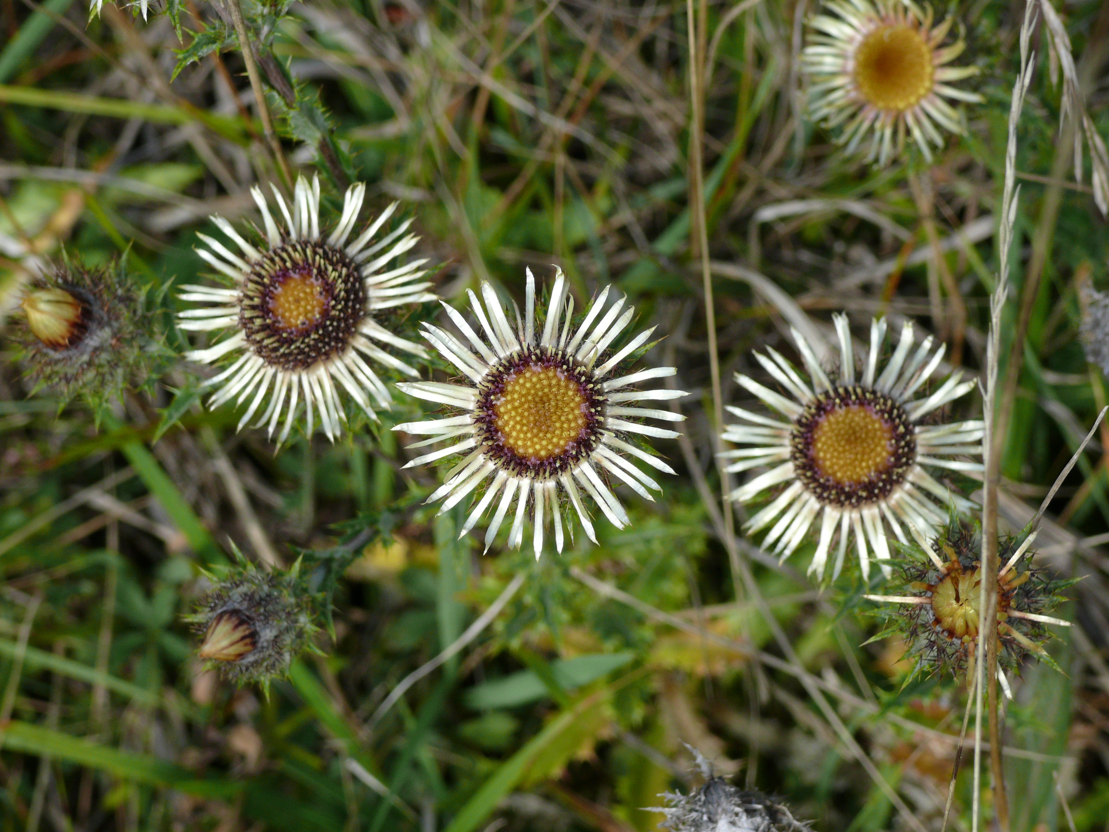 Carlina vulgaris / Golddistel Produkt – Produktbild, heimische Wildpflanze, Stauden, naturnaher Garten